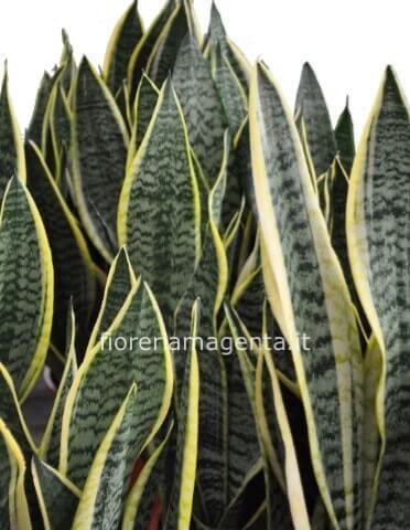 Pianta di sansevieria h. 45